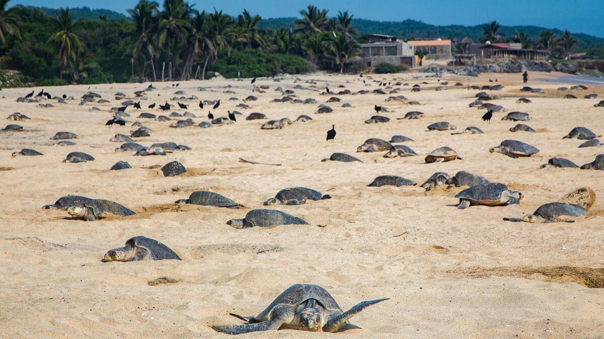Olive ridley sea turtles dig nests to lay their eggs at Ixtapilla in Michoacan state.