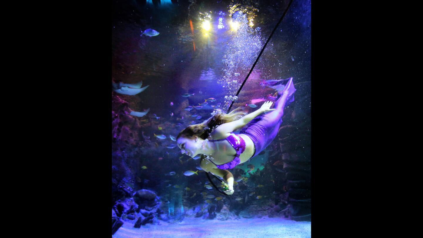 Weeki Wachee's mermaids guest star at Sea Life Orlando Aquarium