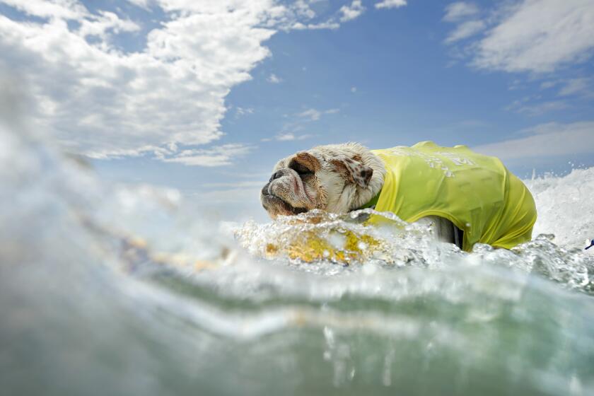 San Diego, CA, September 10, 2023: Guinness, an english bulldog, surfs in the 18th annual Surf Dog Surf-A-Thon which benefits the Helen Woodward Animal Center at Del Mar Dog Beach on Sunday, September 10, 2023 in San Diego, CA. The world's top surfing dogs took to the water for individual and peeps and pups categories. (K.C. Alfred / The San Diego Union-Tribune)
