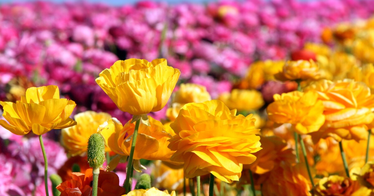 Carlsbad Flower Fields extends visitor season by one week