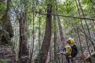A specialist inspects pine trees at Wollemi National Park in New South Wales, Australia. The Wollemi Pine had only been seen in its fossilized form and was thought long extinct before a cluster was found in 1994.