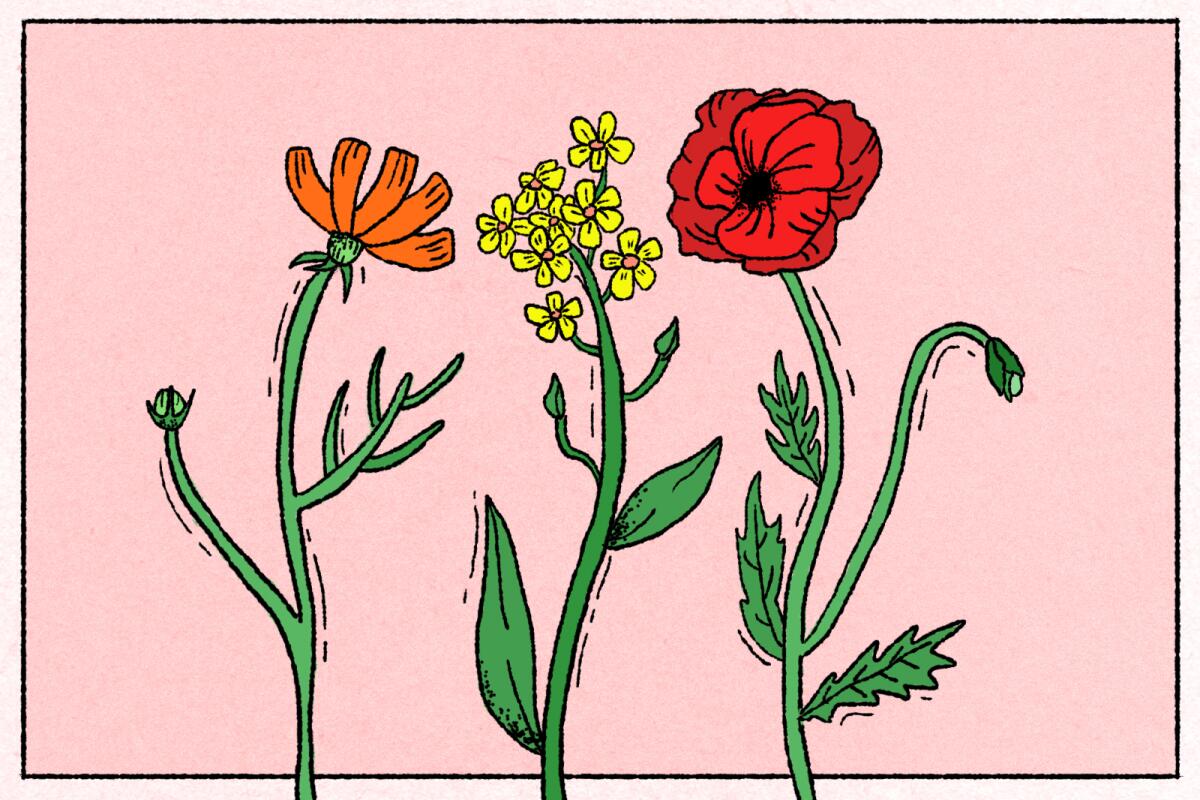 An illustration of three wildflowers against a pink background.