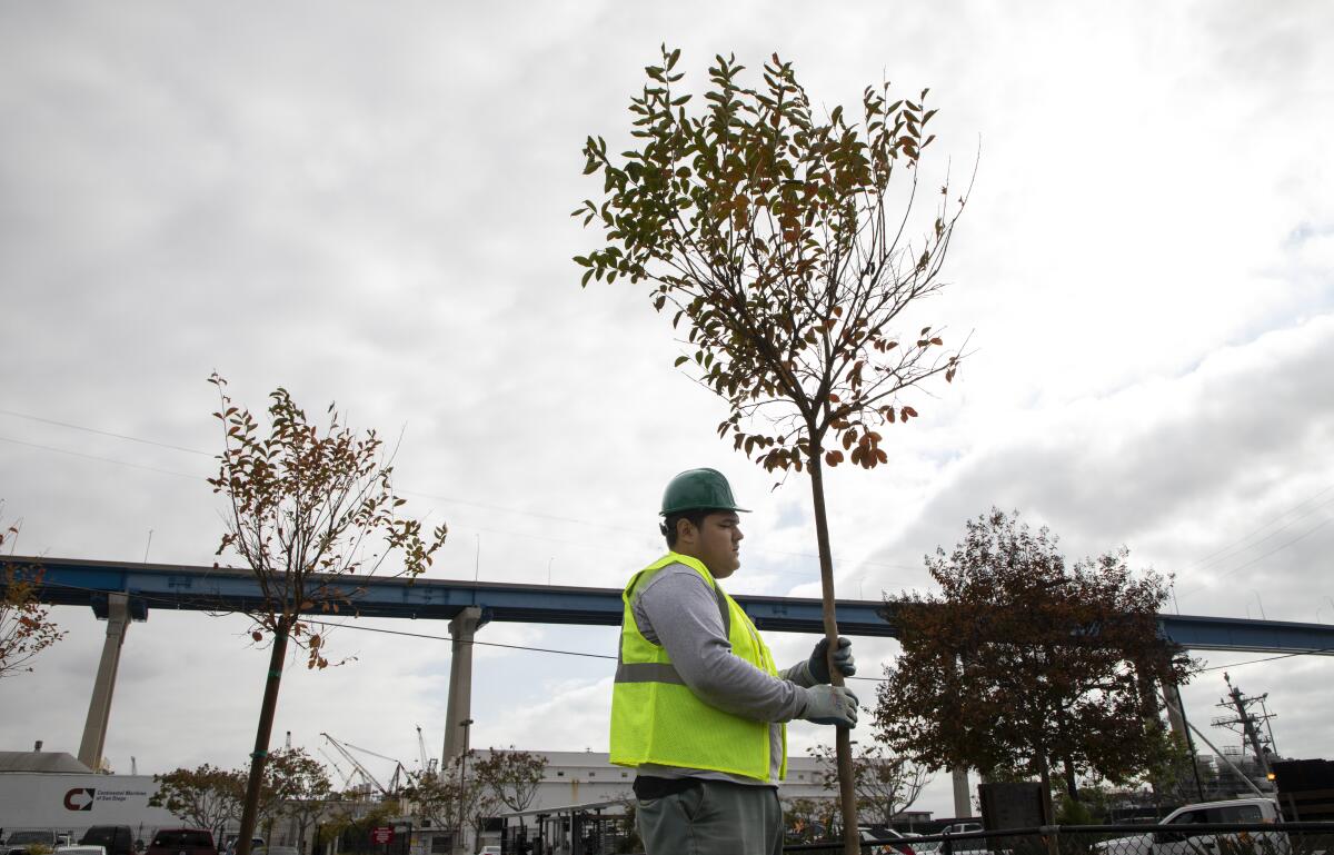 Kevin Garcia, of Urban Corps, helps plant one of 20 trees that were planted in Cesar Chavez Park.