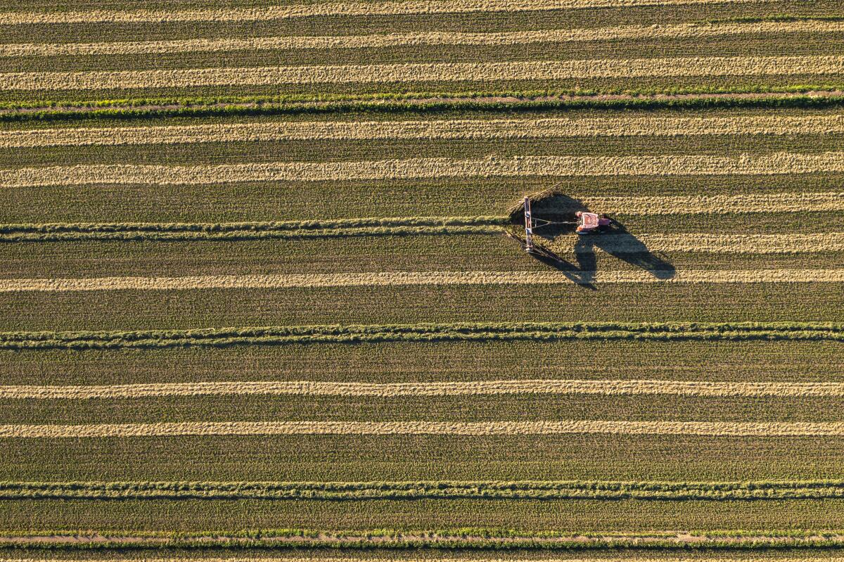 An aerial view of a field resembles stripes. 