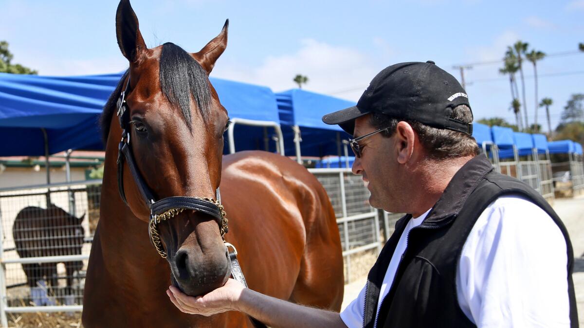Triple Crown winner American Pharoah gets a treat from assistant trainer Jim Barnes in the stables at Del Mar on July 14.