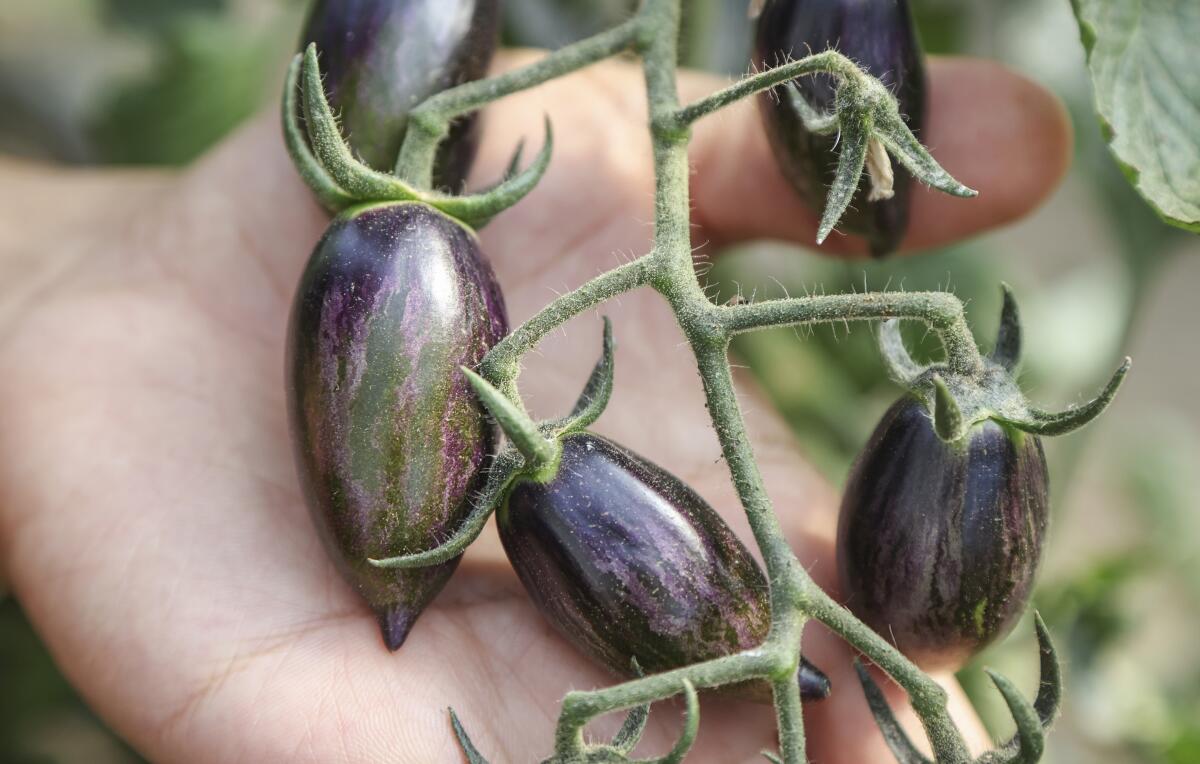 Farmer Aaron Choi displays Atomic tomatoes, which are purple with a pointed end.