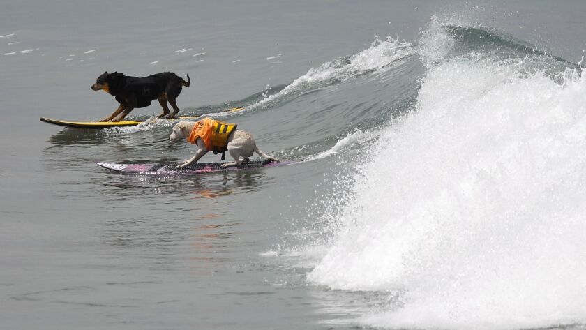 A pair of surf dogs ride a wave during the 2017 Imperial Beach Surf Dog Competition.