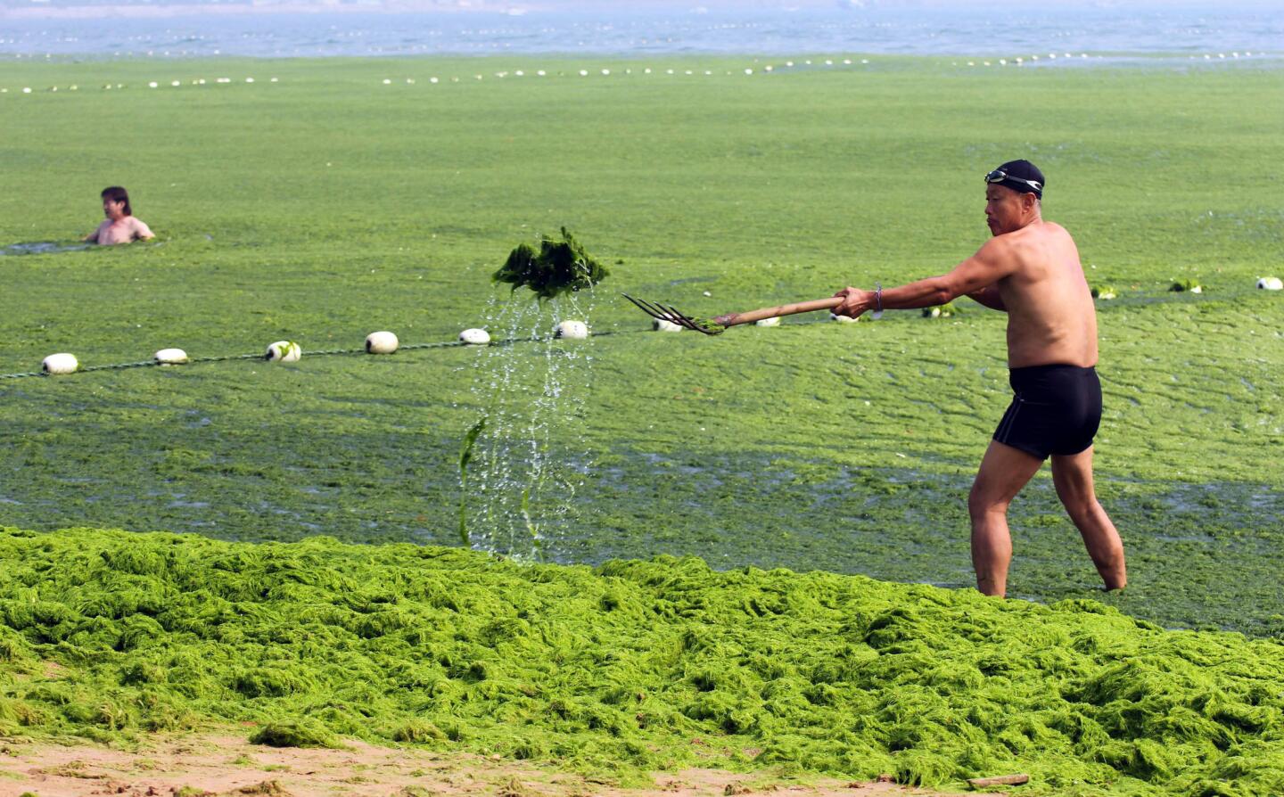 Algae bloom in Qingdao, China