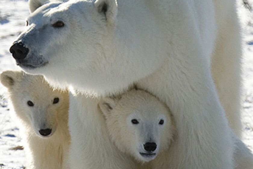 A polar bear mother and her two cubs are shown in Wapusk National Park on the shore of Hudson Bay near Churchill, Manitoba, Canada in this Nov. 6, 2007 file photo.