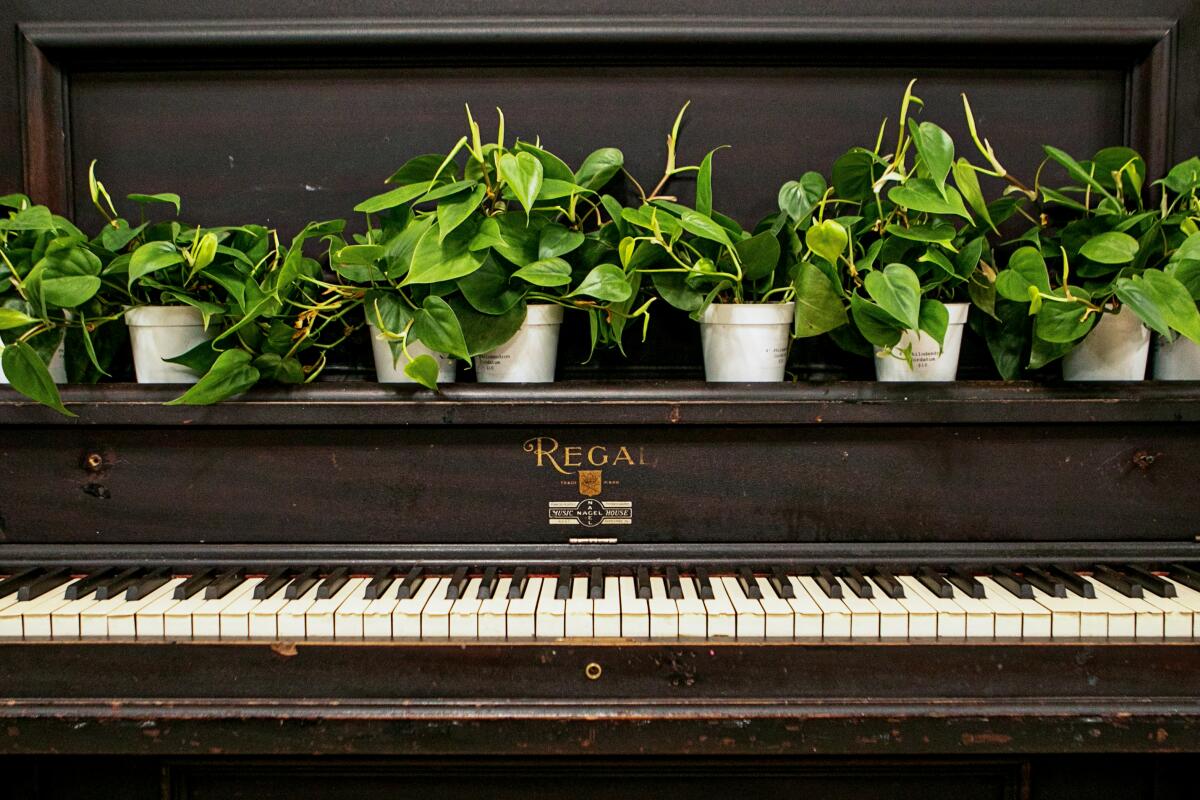 An old piano serves with plants sitting on top of it