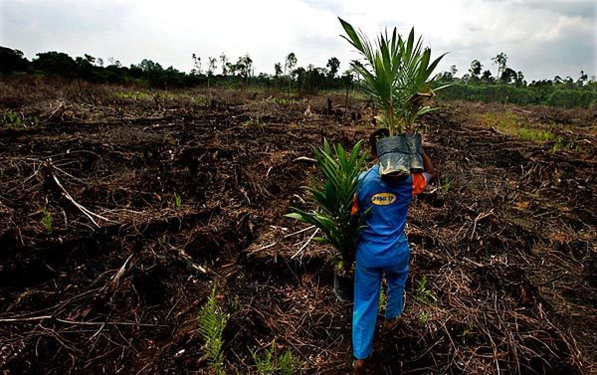 Palm plantation in Indonesia