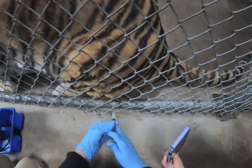 In this Thursday, July 1, 2021, image released by the Oakland Zoo, a tiger receives a COVID-19 vaccine at the Oakland Zoo in Oakland, Calif. Tigers are trained to voluntarily present themselves for minor medical procedures, including COVID-19 vaccinations. The Oakland Zoo zoo is vaccinating its large cats, bears and ferrets against the coronavirus using an experimental vaccine being donated to zoos, sanctuaries and conservatories across the country. (Oakland Zoo via AP)