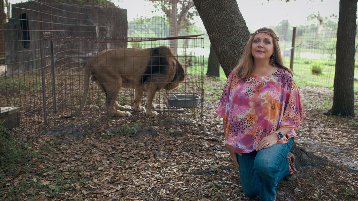 A lion in a cage in the background and a woman wearing a pink shirt and jeans in the foreground