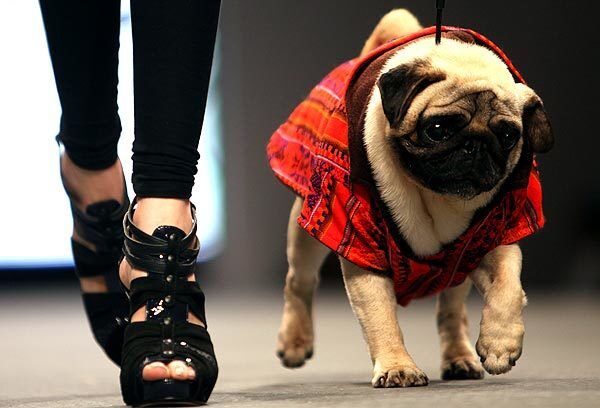 A model and a dog walk the catwalk during Pet Fashion Week in Sao Paulo.