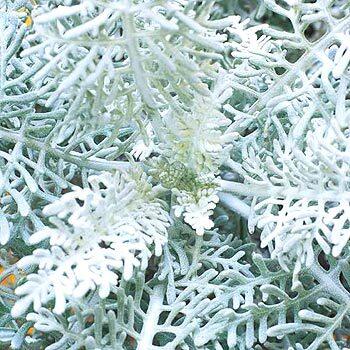 Eriophyllum neviniix "Canyon Silver."