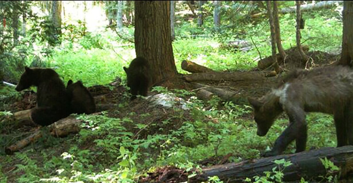 In this July 15, 2021, remote game camera image released by Washington Department of Fish and Wildlife, a first for Washington state, wildlife biologists recently captured and fitted a female grizzly bear (Ursus arctos) with a radio collar, far left, near Metaline Falls in northeast Washington. The bear is accompanied by three yearling offspring, was then released to help biologists learn more about grizzly bears in Washington state. The bear was captured about ten miles from the Washington-Idaho border on U.S. Forest Service land by U.S. Fish and Wildlife Service (Service) biologists. The three yearlings dispersed into the surrounding woods while biologists did a general health check on the mother and fitted her collar, then returned to be with mom when the humans went away. (Washington Department of Fish and Wildlife via AP)