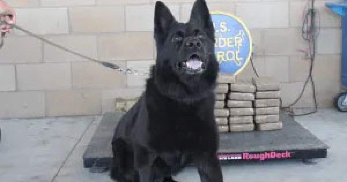 The nose knows: Border Patrol dog sniffs out 81 pounds of cocaine in Southern California bust