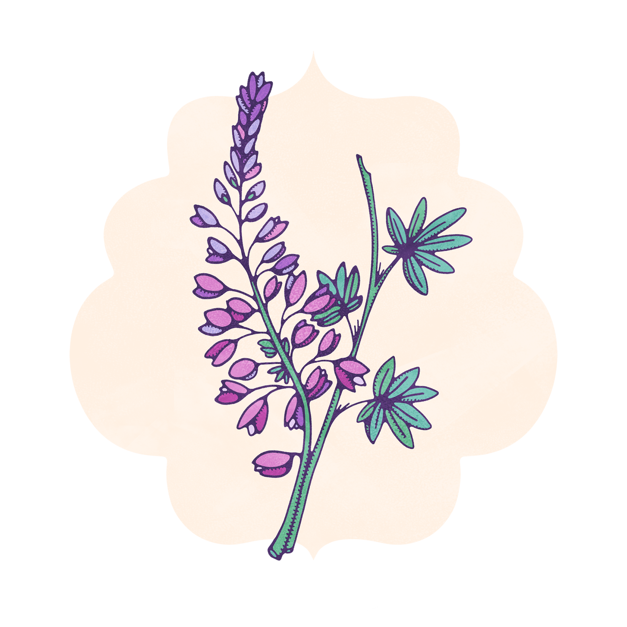 Silver lupine