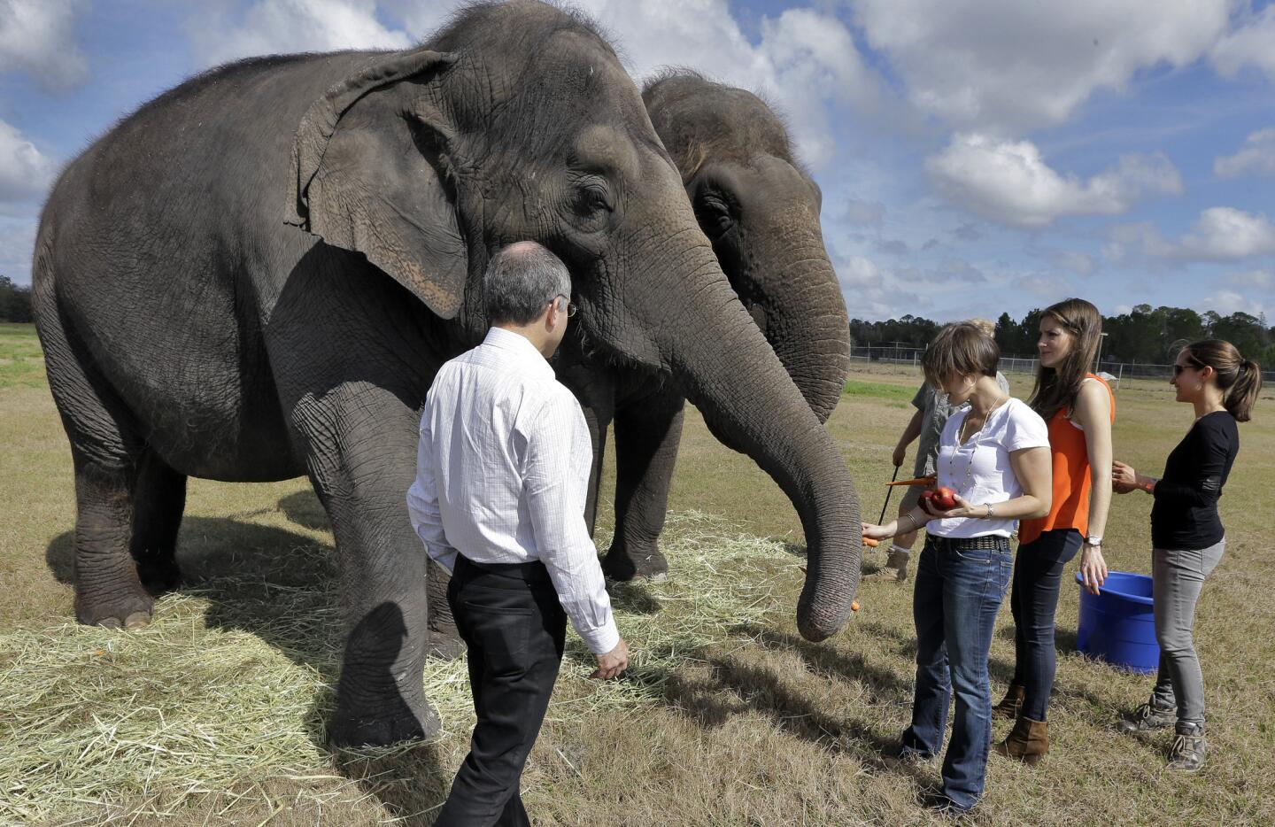 Ringling Bros. eliminating elephant acts