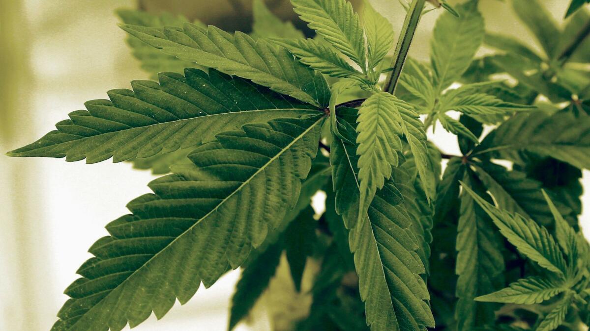 Marijuana plants grow at LifeLine Labs in Cottage Grove, Minn. on June 17, 2015.