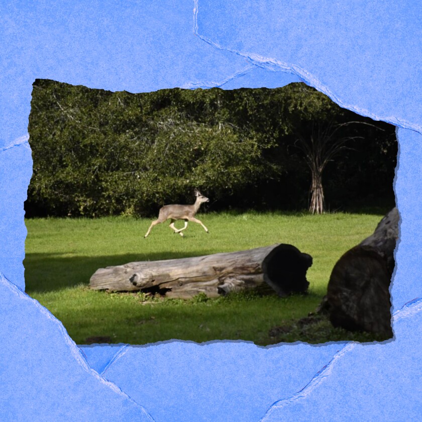 A deer runs across a grassy open space. A log lies in the foreground.