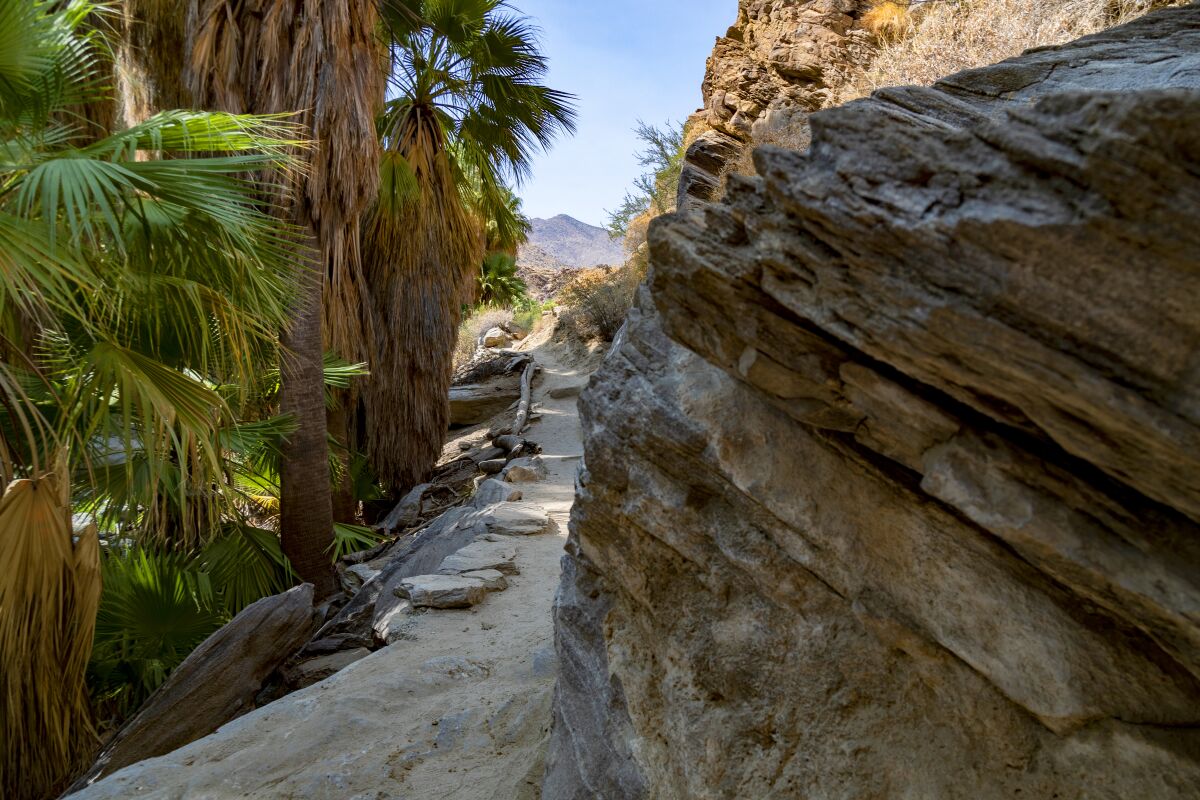 A narrow sandy foot trail has lush palm trees on the left and dramatic rock formations on the right in Andreas Canyon. 
