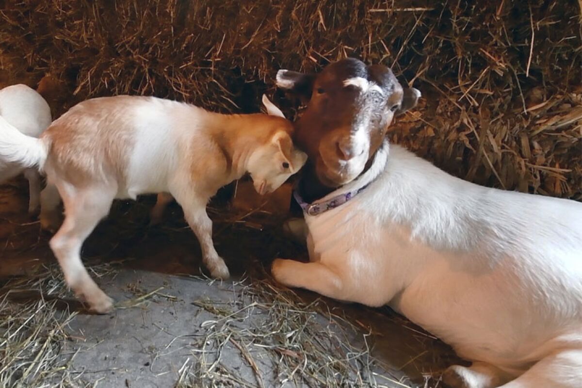 Anna became a surrogate mom to three goats.