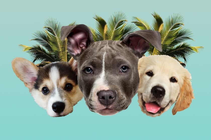 Three doggos combined in one image to create maximum cuteness.