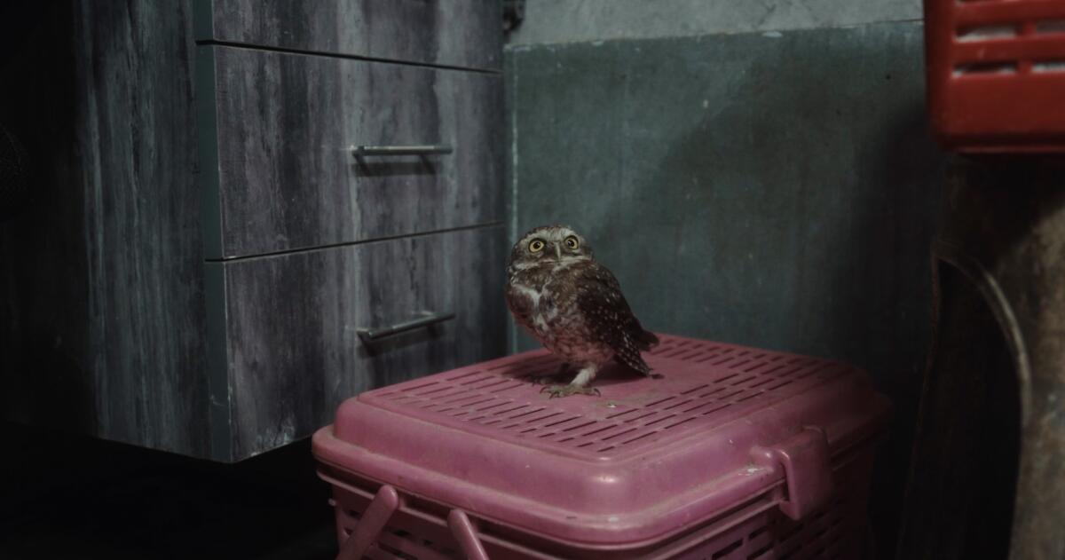 A baby owl in the documentary "All That Breathes."