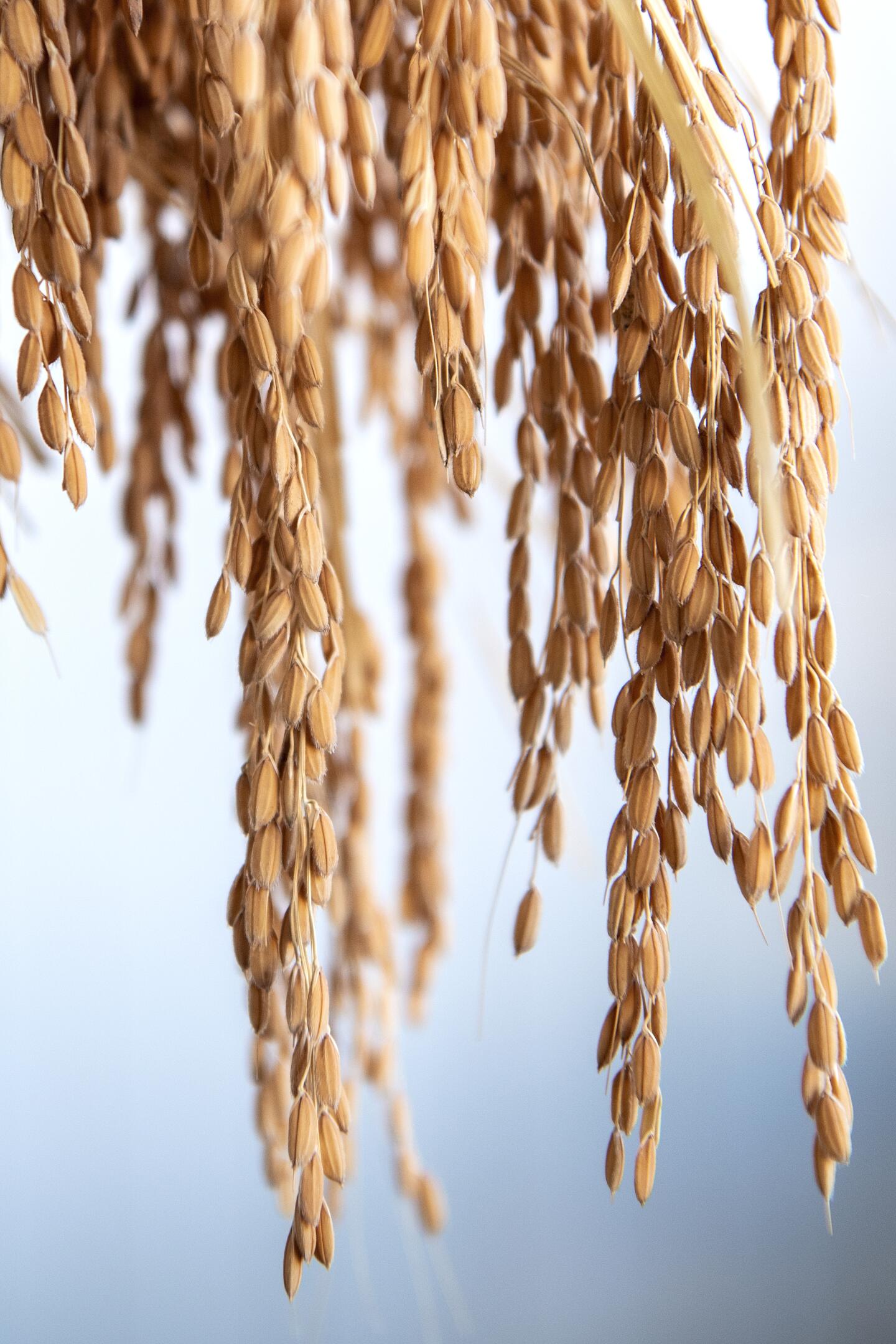 Koda Farms' famous rice legacy will continue on their land and beyond ...