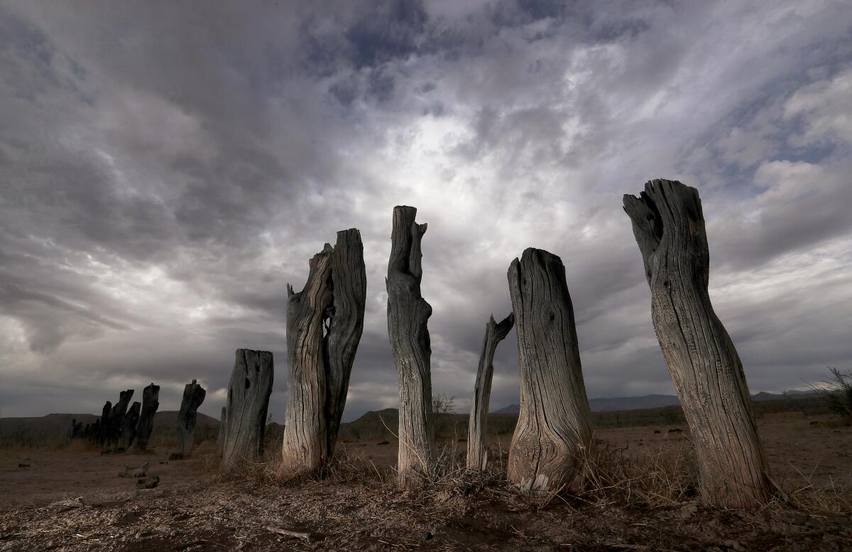 A row of tree stumps sticks out of parched earth. 