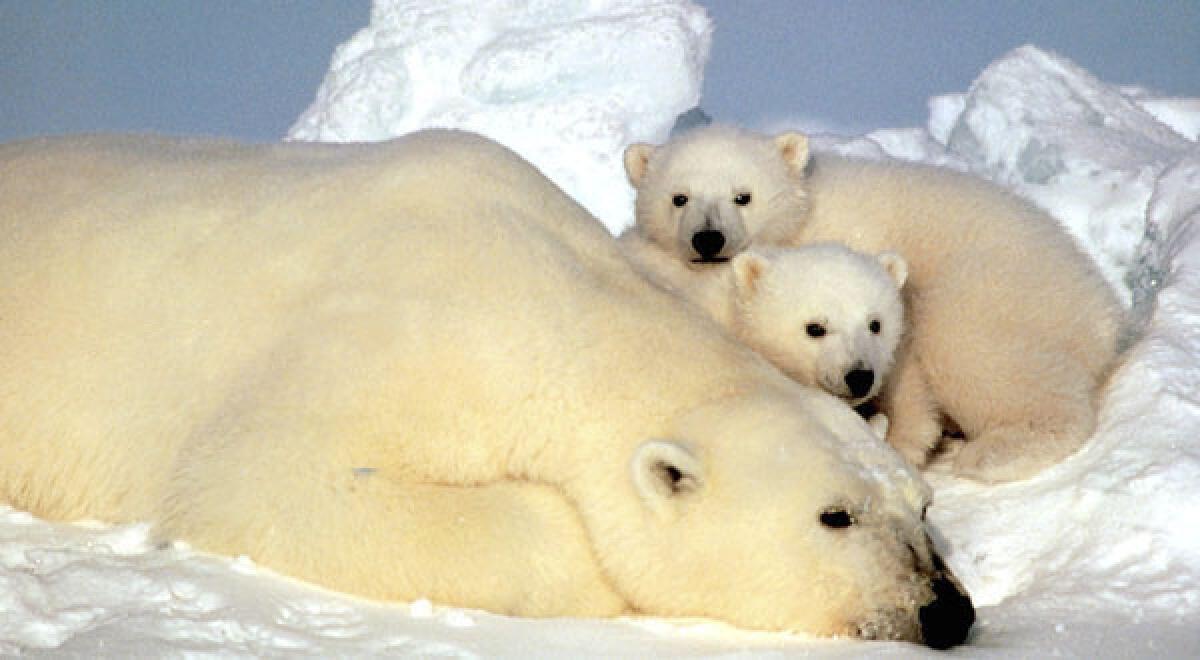 A polar bear rests with her cubs on the pack ice in the Beaufort Sea in northern Alaska.