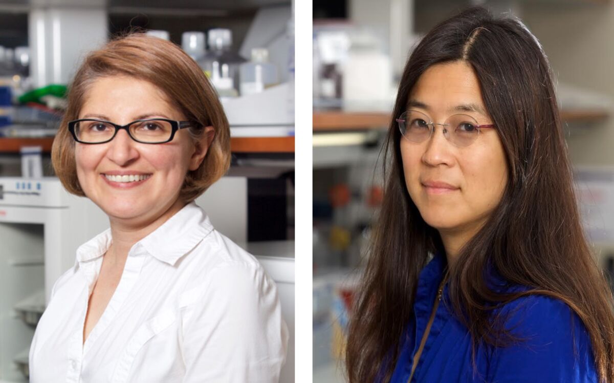 Dr. Mana Parast (left) and Dr. Louise Laurent are co-directors of UCSD's Center for Perinatal Discovery.