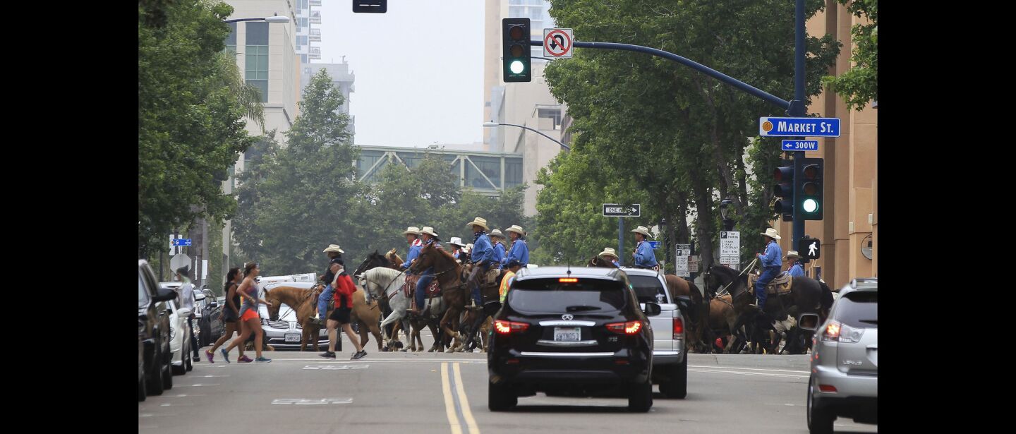 Cowboys, horses, cattle, and joggers, all cross an intersection on Market Street.