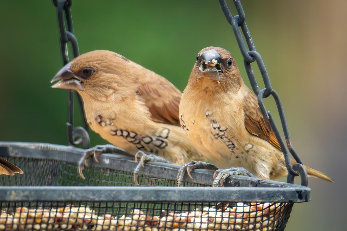 Spice finch fledglings at a seed feeder.