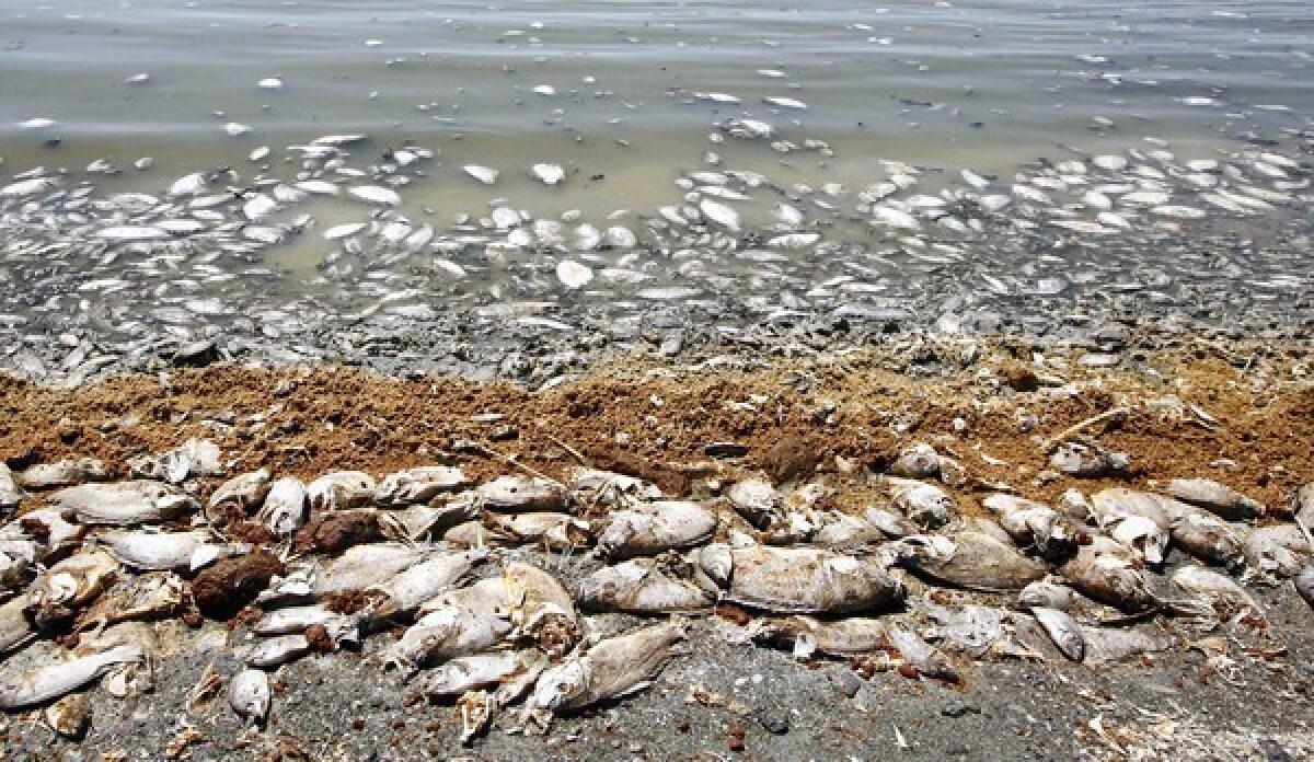 The South Coast Air Quality Management District posted an update in which it acknowledged the possibility that dead fish at the Salton Sea are the source of the rotten-egg smell reported all day Monday.