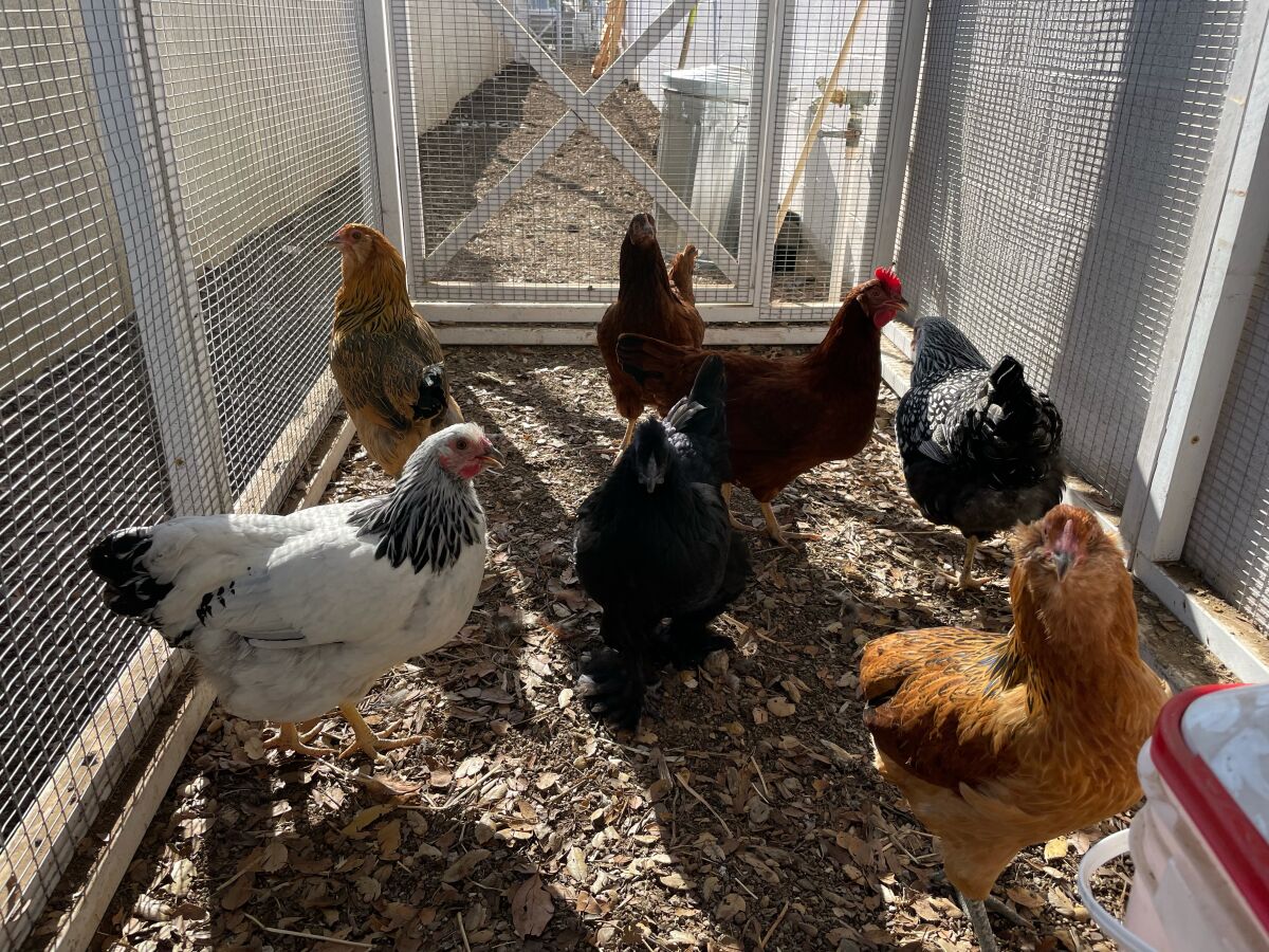 R. Roger Rowe School's "Schoolhouse Chicks."