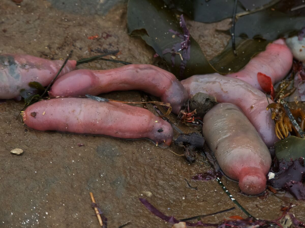 Thousands of innkeeper worms, also called penis fish, washed up on the beach in Marin County last week.