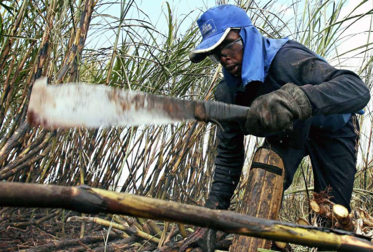 A worker in Brazil cuts sugar cane, to be turned into ethanol.