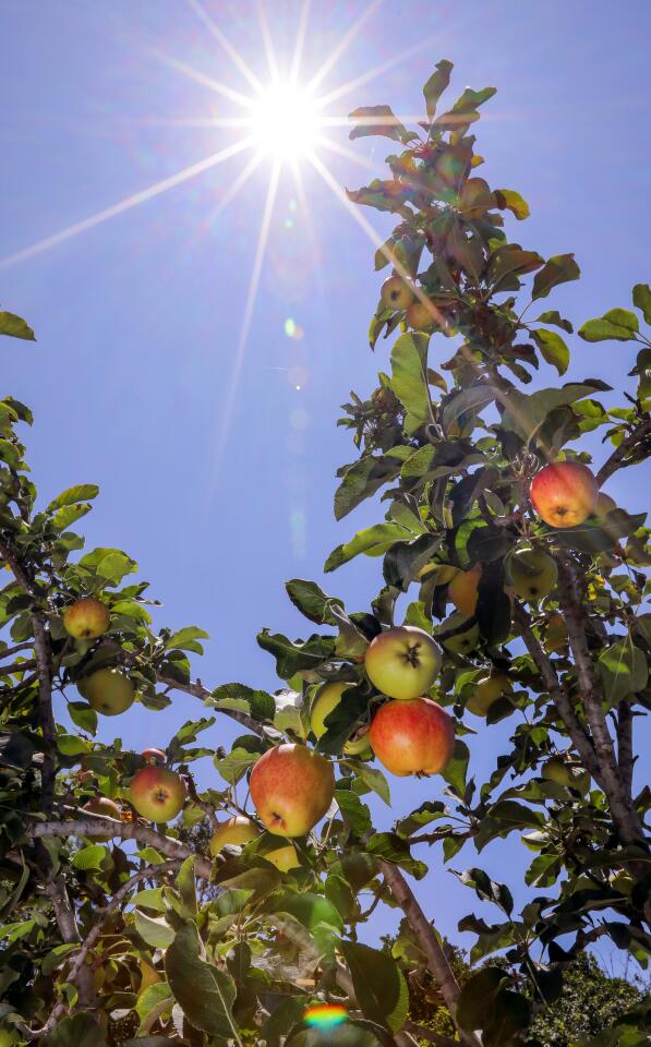 At Sand N' Straw Community Farm the afternoon sun shines through an apple tree with fruit ready for picking.
