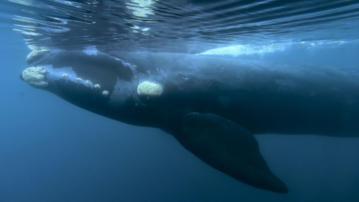 A southern right whale glides in the waters off El Doradillo Beach in Patagonia, Argentina, in 2017 during the annual whale migration from Antarctica to Patagonia to birth and feed their offspring.