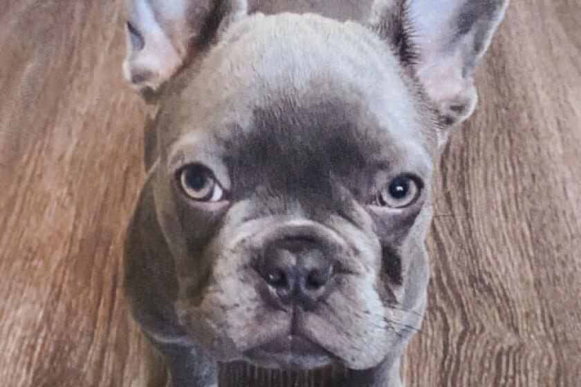 Seven, a 5-month-old French bulldog taken in a robbery in North Hollywood on March 20.