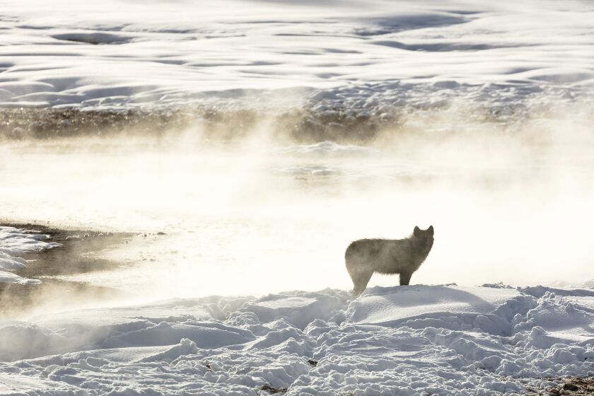 FILE - In this photo released by the National Park Service a wolf from the Wapiti Lake pack is silhouetted by a nearby hot spring in Yellowstone National Park, Wyo., on Jan. 24, 2018. A lawsuit from environmentalists is challenging Montana rules that made it easier to kill wolves in the state, including those that wander out of Yellowstone. (Jacob W. Frank/National Park Service via AP, File)