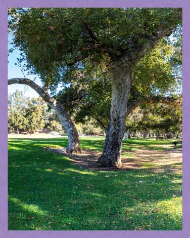 A park with trees.