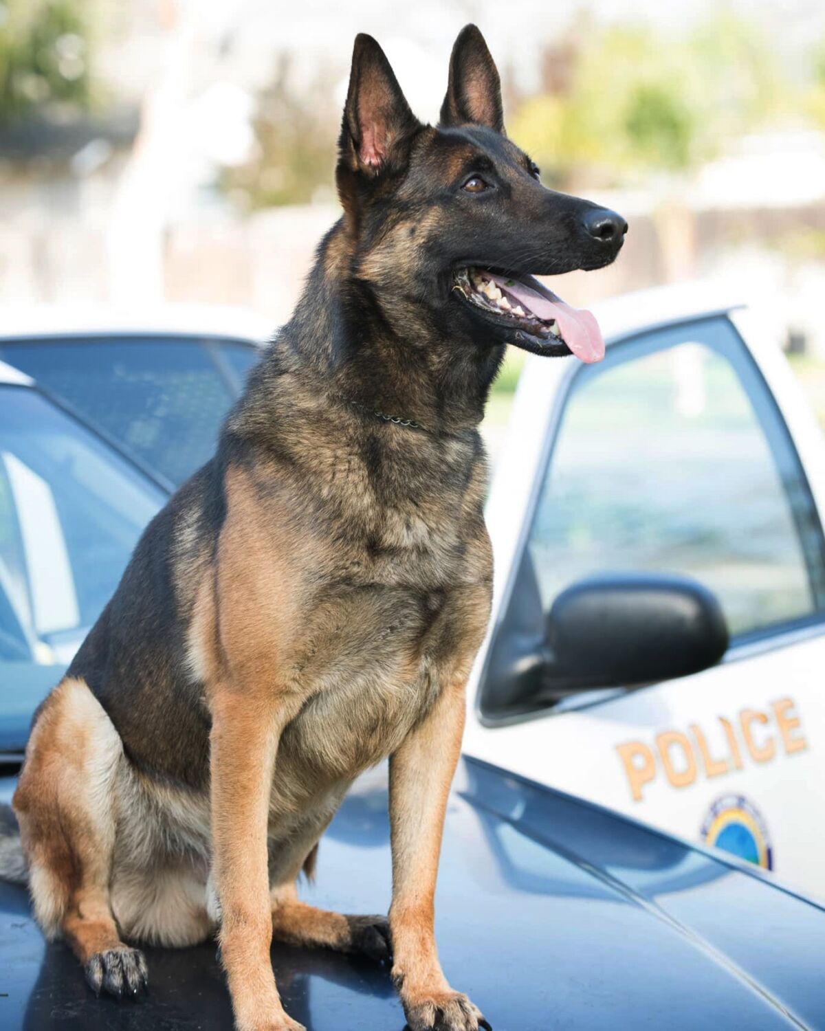 can cops search your car with a dog