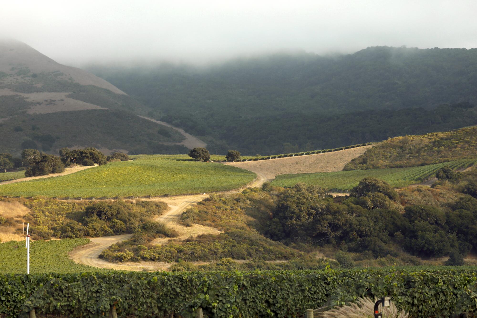 Fog starts to roll in over the hills from the west into the valleys surrounding vineyards in Lompoc.