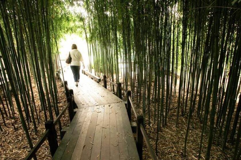 Attractions at Huntington Library, Art Collections and Botanical Gardens (1151 Oxford Road) include Thomas Gainsborough's 18th century "The Blue Boy" painting and 120 acres of gardens, including the bamboo forest.