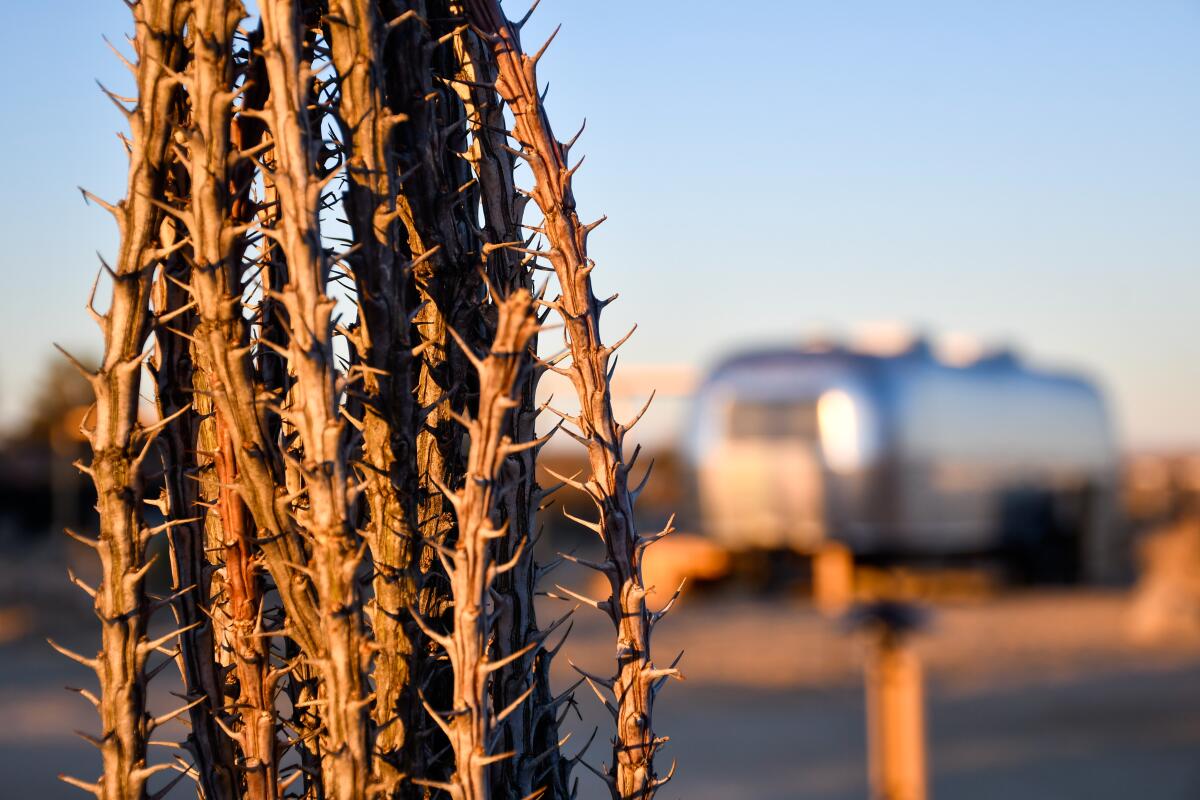 A close-up of a cactus with an Airstream out of focus in the background.