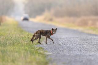 A red wolf crosses a road on the Alligator River National Wildlife Refuge, Thursday, March 23, 2023, near Manns Harbor, N.C. Over the course of 25 years, the red wolf went from being declared extinct in the wild to becoming hailed as an Endangered Species Act success story. But the only wolf species unique to the United States is once again at the brink. The last wild populations of Canis rufus are clinging to life on two federal refuges in eastern North Carolina. (AP Photo/David Goldman)