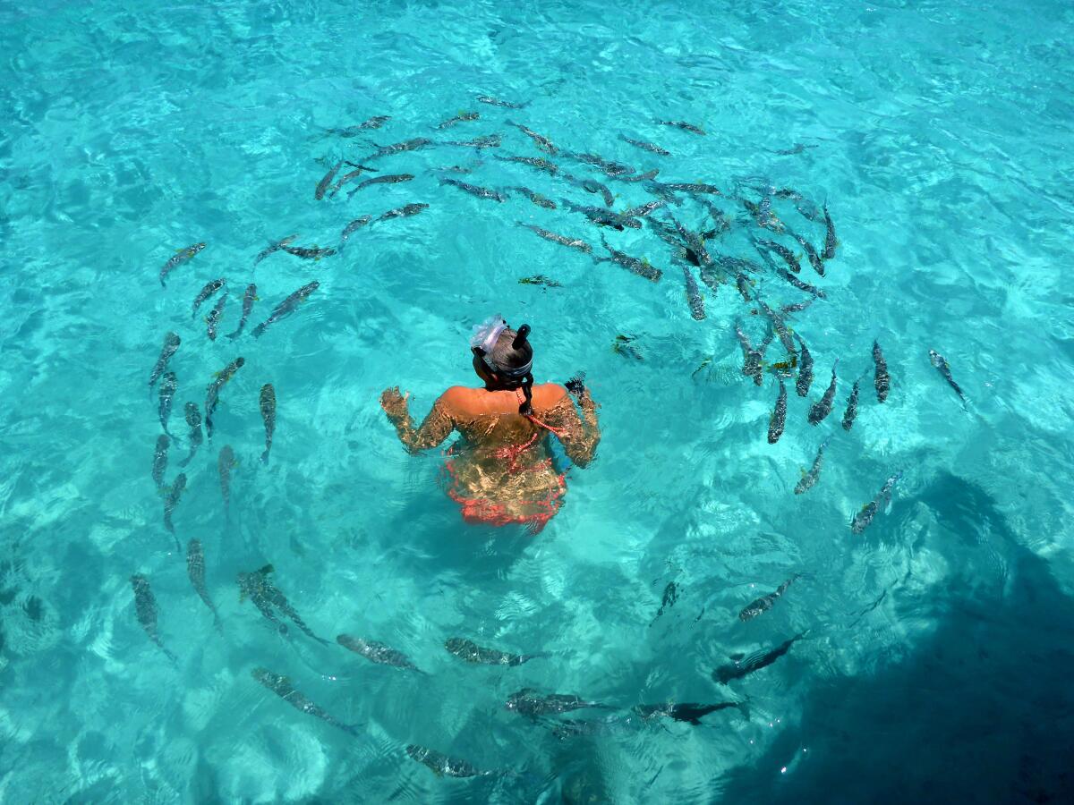 An Amlotte is surrounded by fish near Hotel Kia Ora's overwater bungalows.
